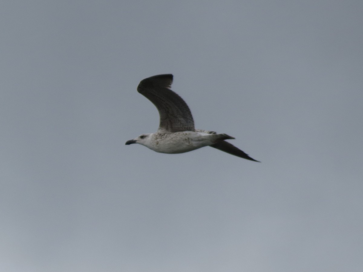Great Black-backed Gull - ML641122156