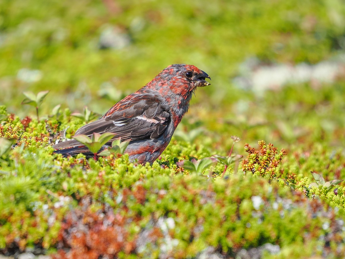 Pine Grosbeak - ML641122194