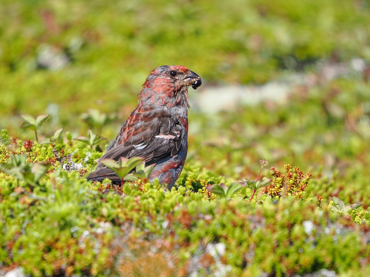 Pine Grosbeak - ML641122195