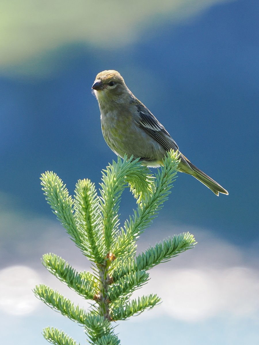 Pine Grosbeak - ML641122196