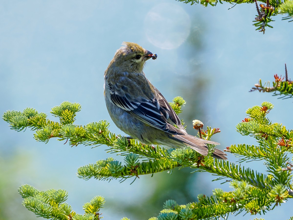 Pine Grosbeak - ML641122197