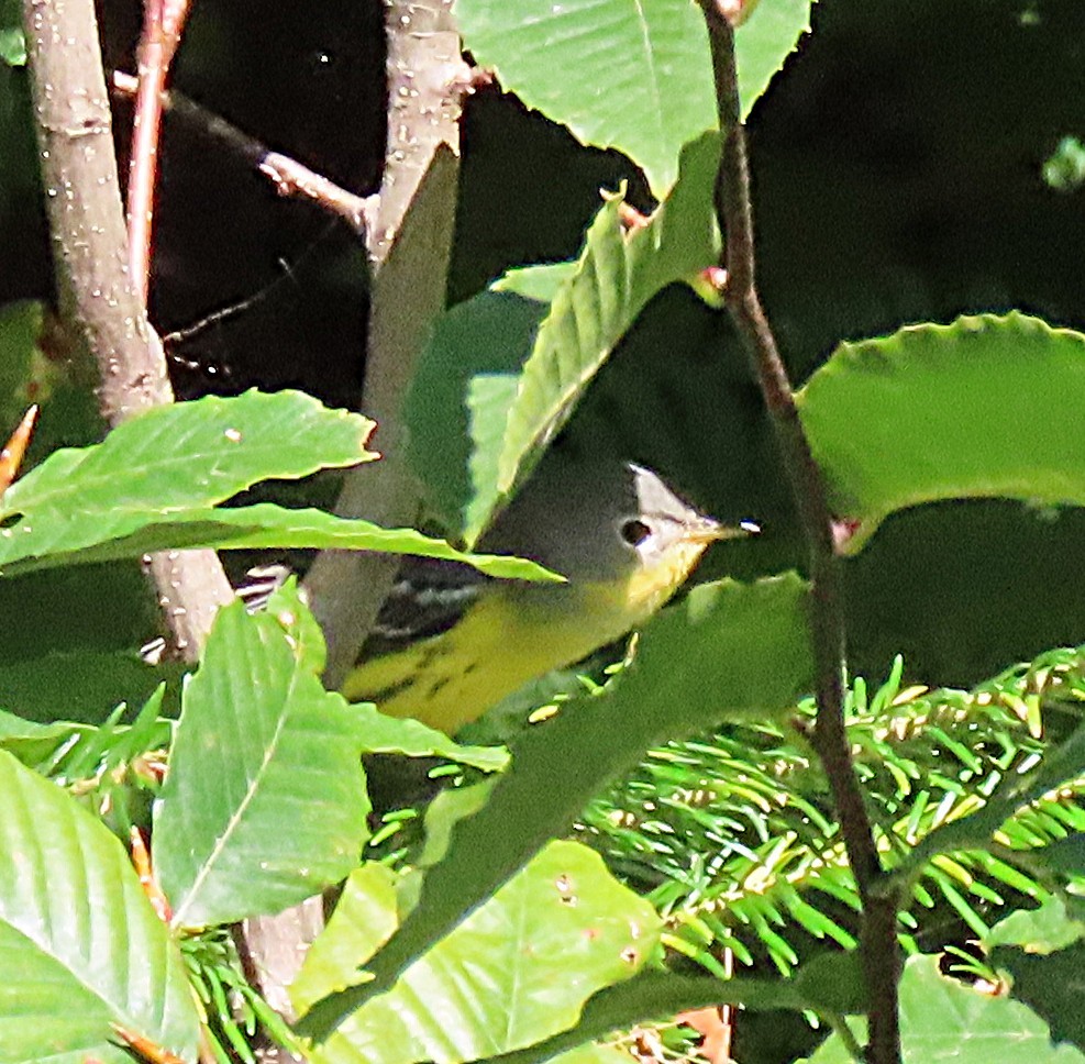 Magnolia Warbler - ML641122198