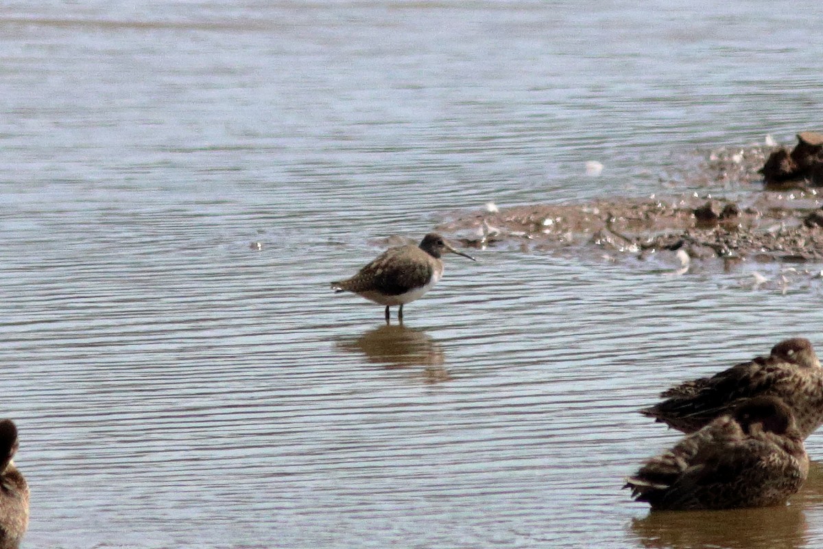 Green Sandpiper - ML641122220