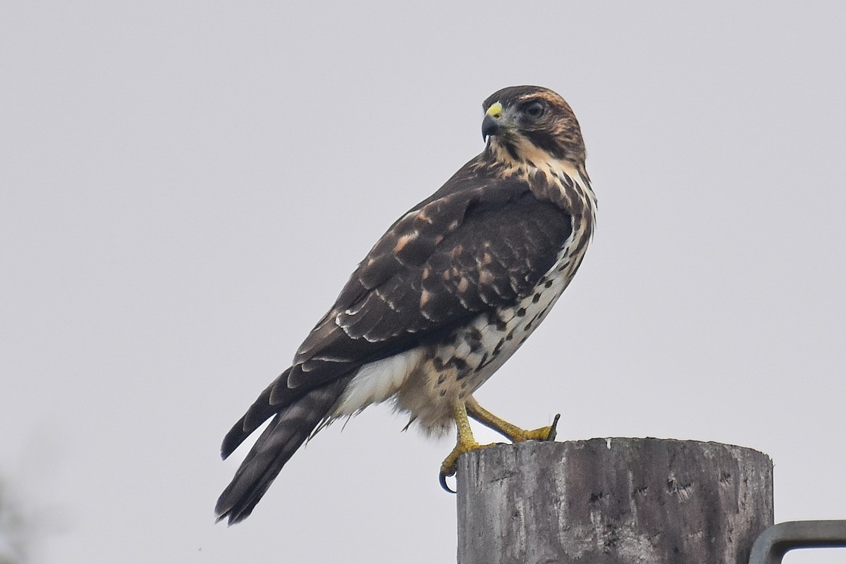 Broad-winged Hawk - ML641122222