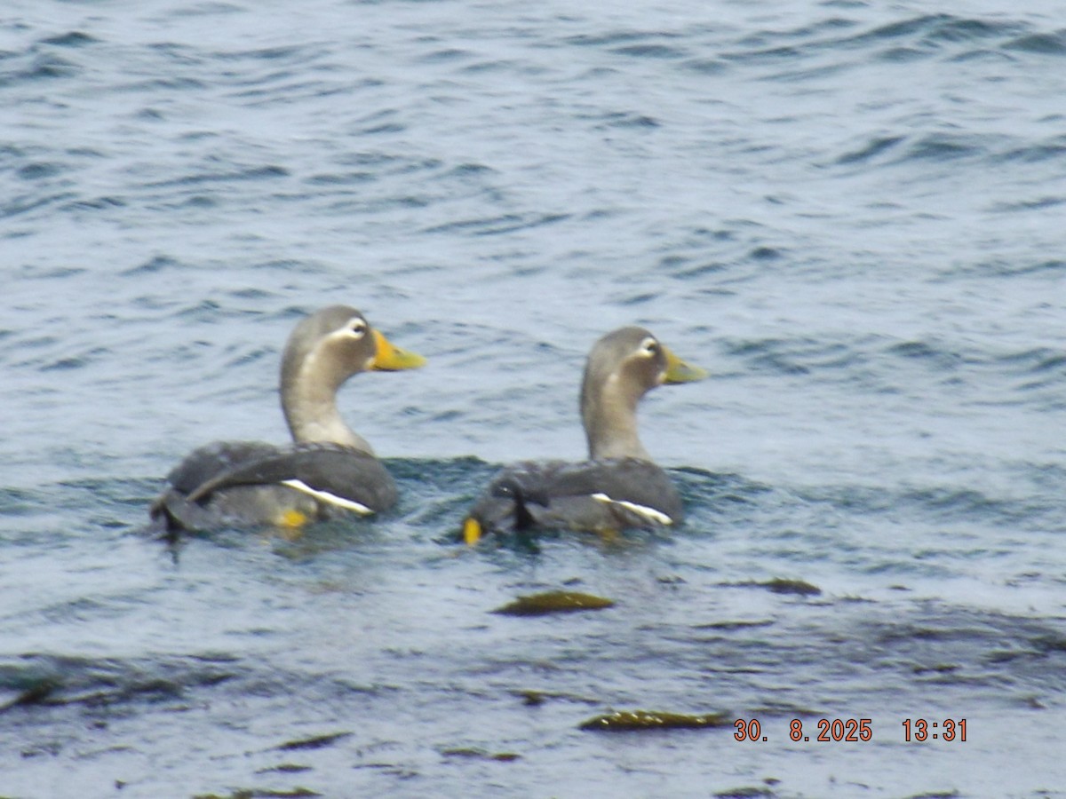 Flightless Steamer-Duck - ML641122230