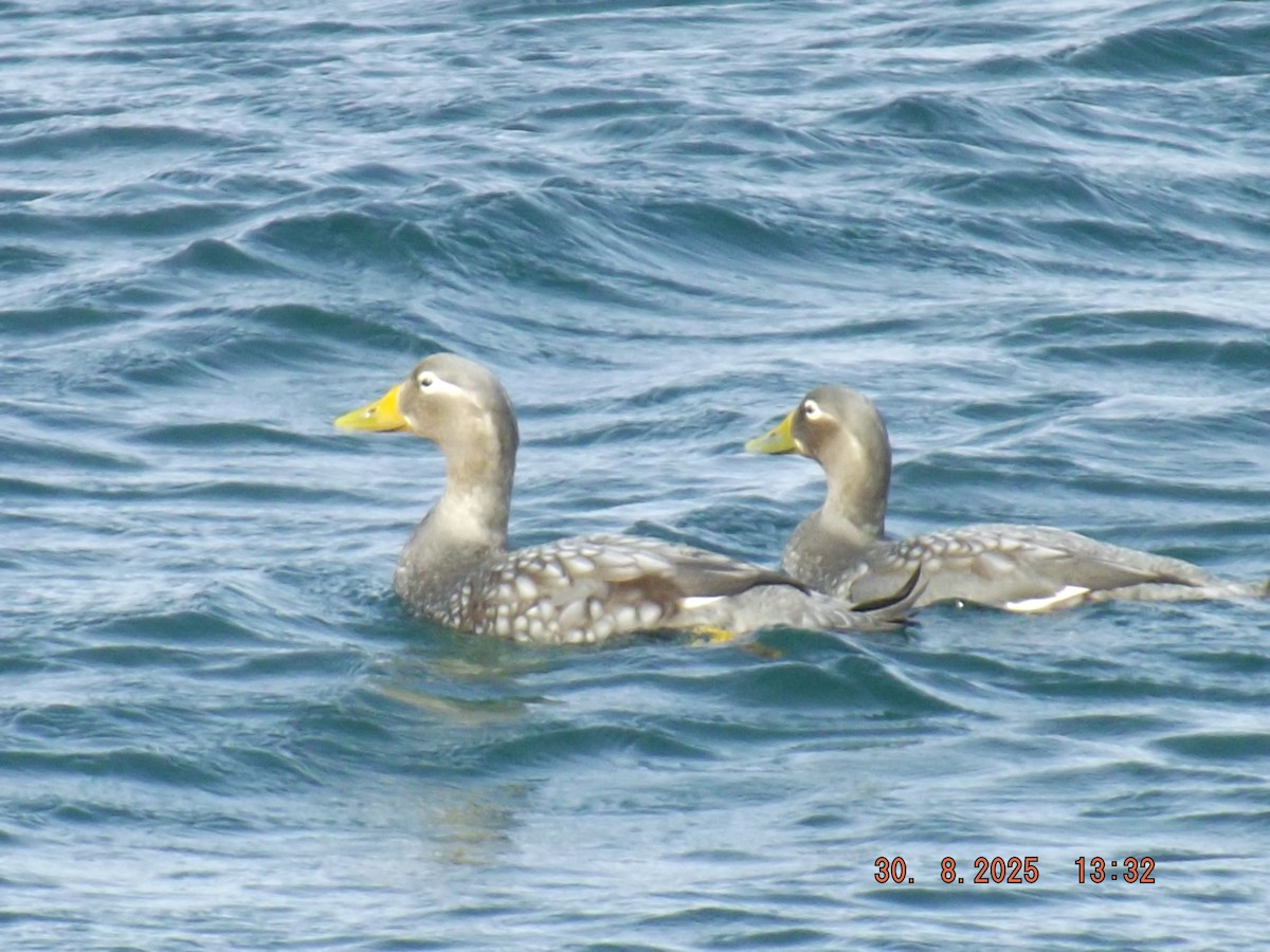 Flightless Steamer-Duck - ML641122231