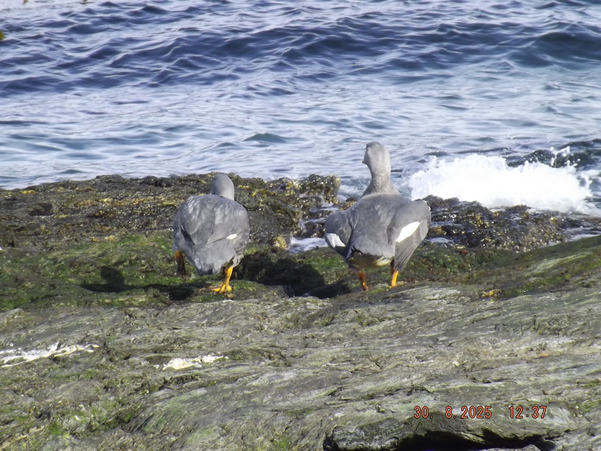 Flightless Steamer-Duck - ML641122233
