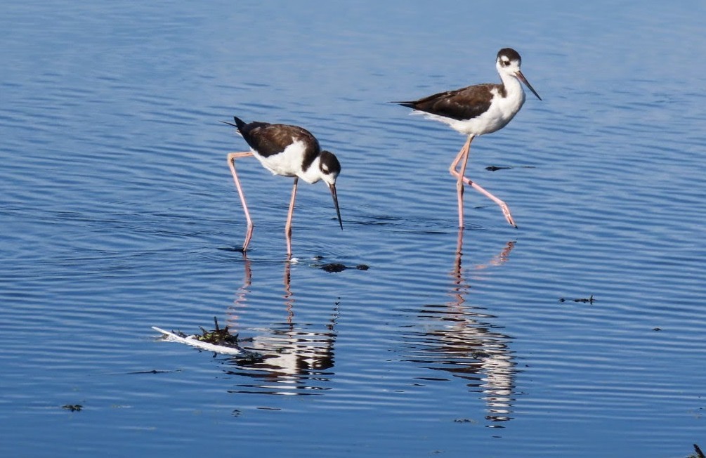 Black-necked Stilt (Black-necked) - ML641122236