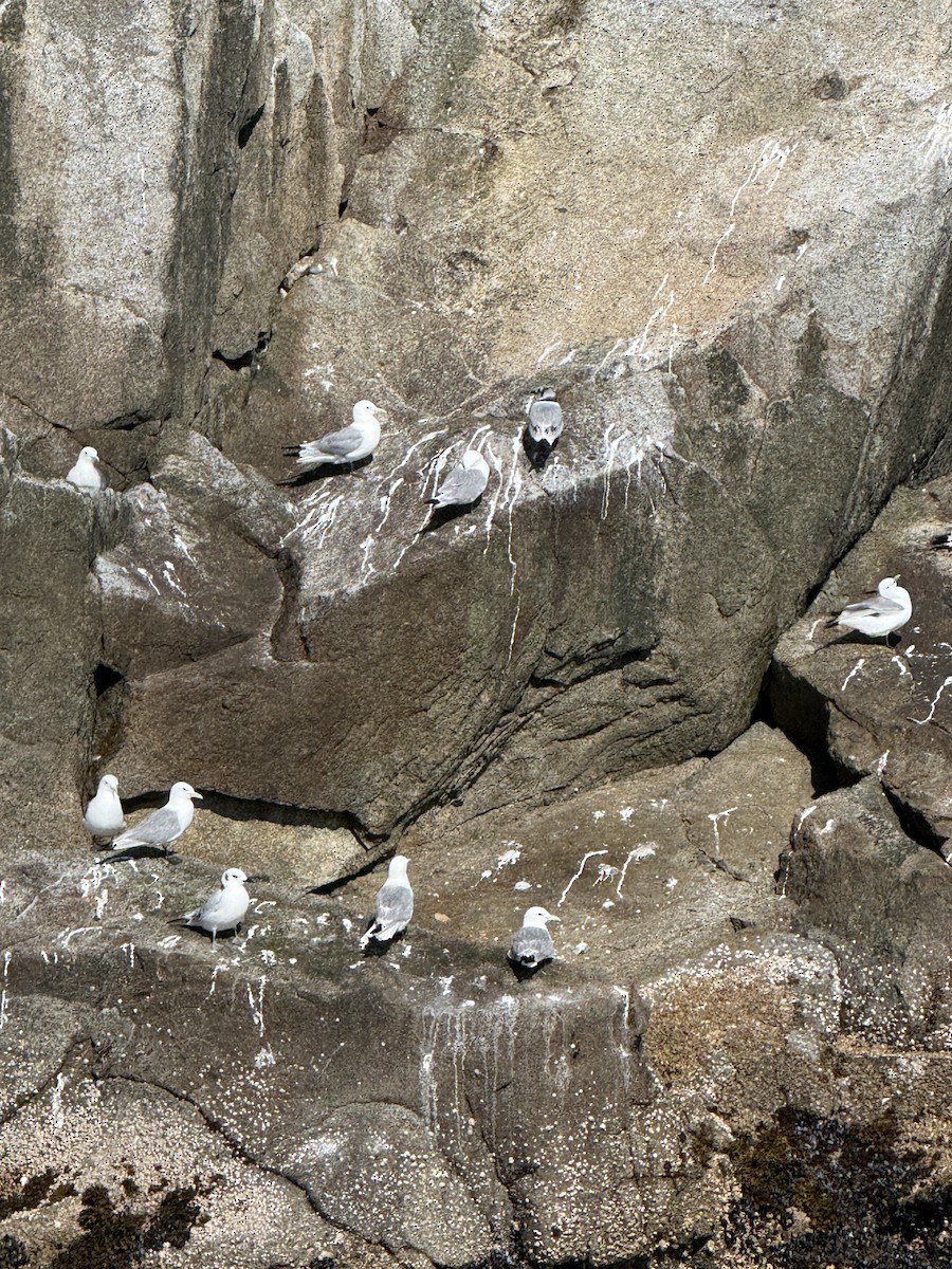 Gaviota Tridáctila - ML641122240