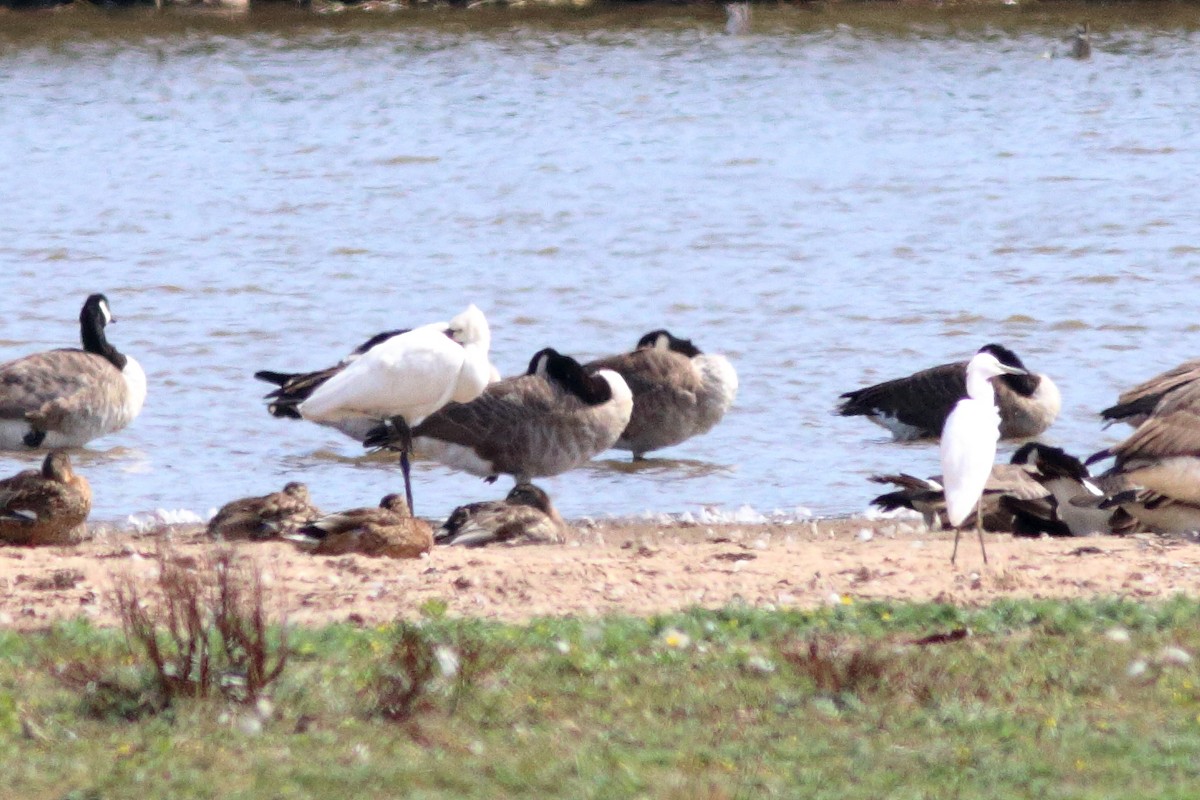 Eurasian Spoonbill - ML641122241