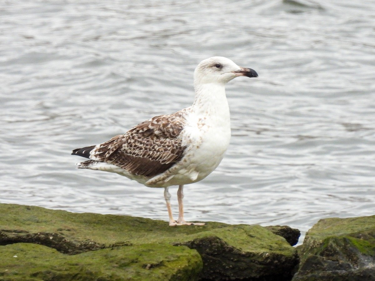 Great Black-backed Gull - ML641122254