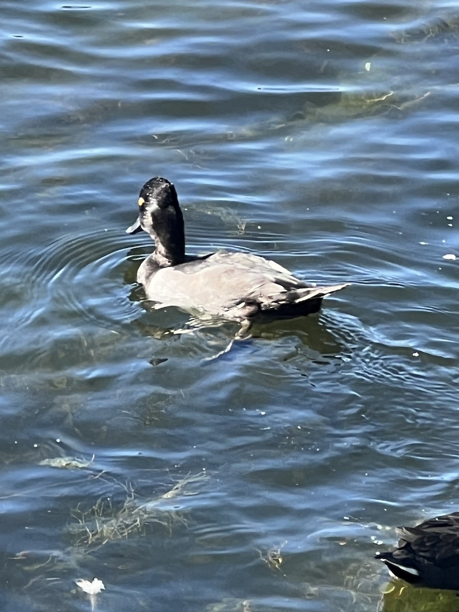 環頸潛鴨 - ML641122262