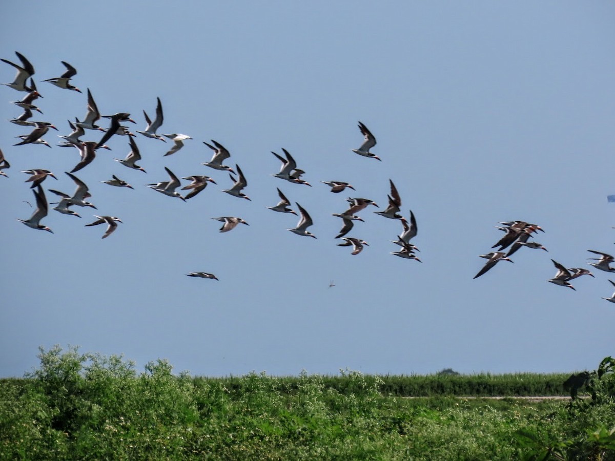 Black Skimmer - ML641122268