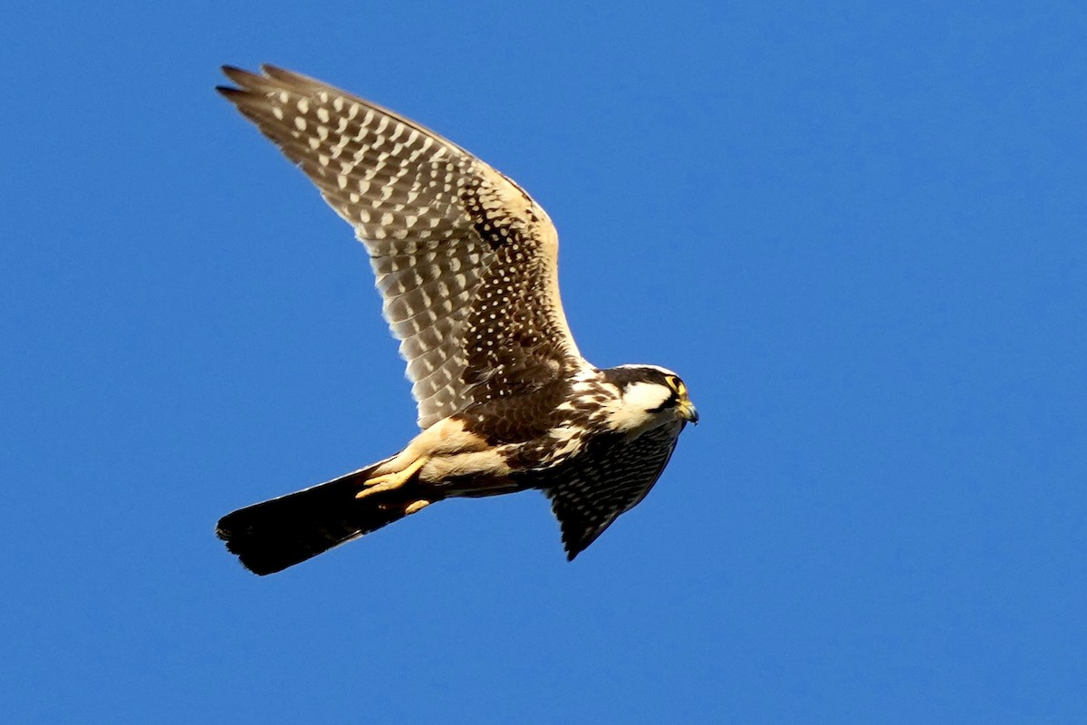 Aplomado Falcon - ML641122271