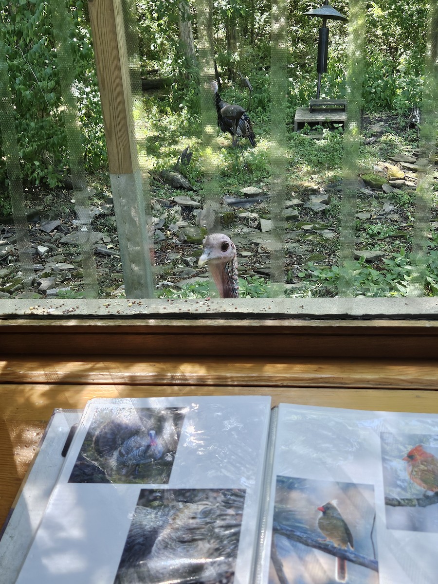 Wild Turkey - ML641122277
