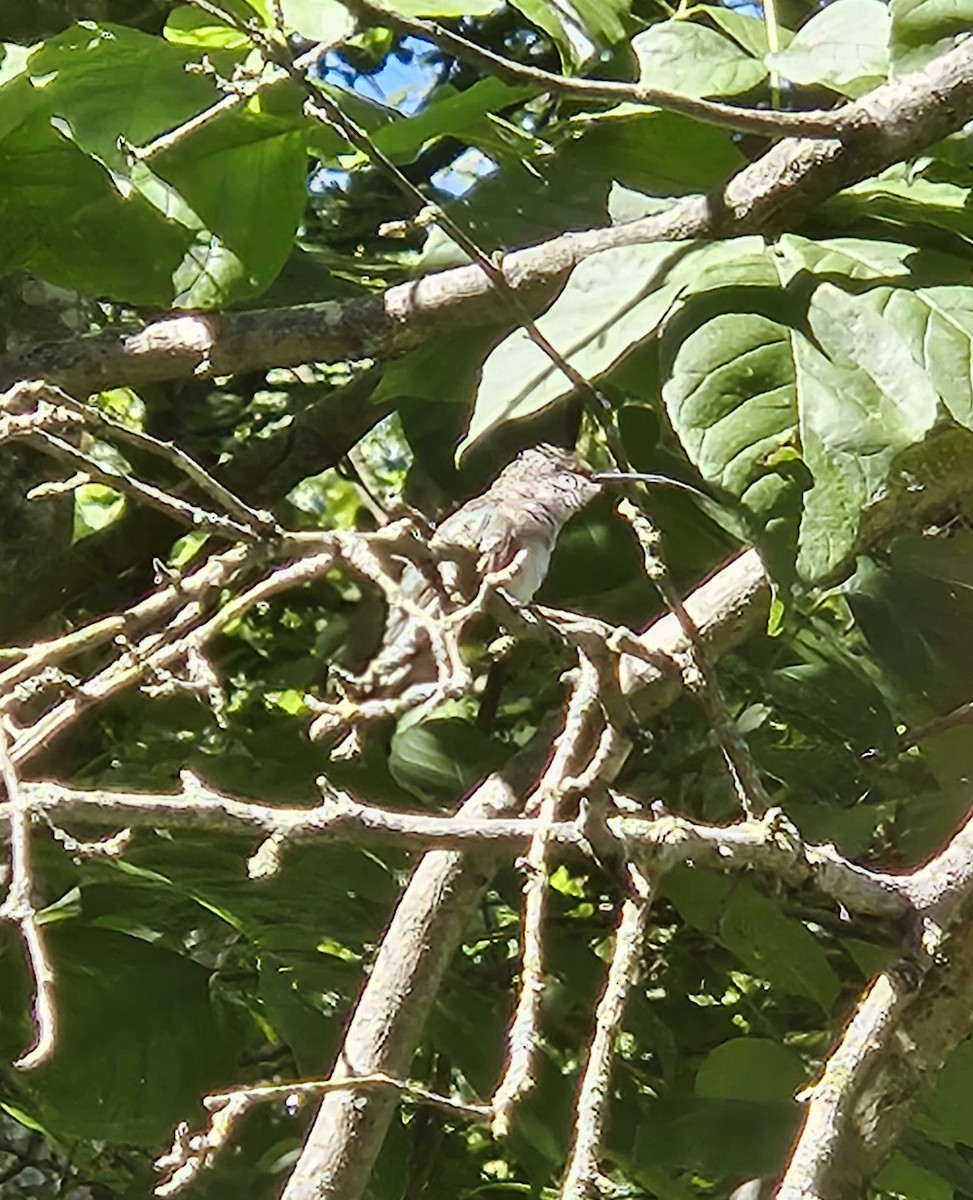 Ruby-throated Hummingbird - ML641122278