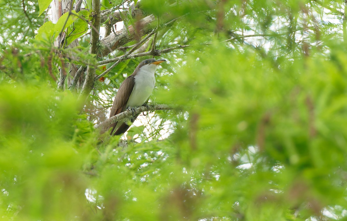 Yellow-billed Cuckoo - ML641122280