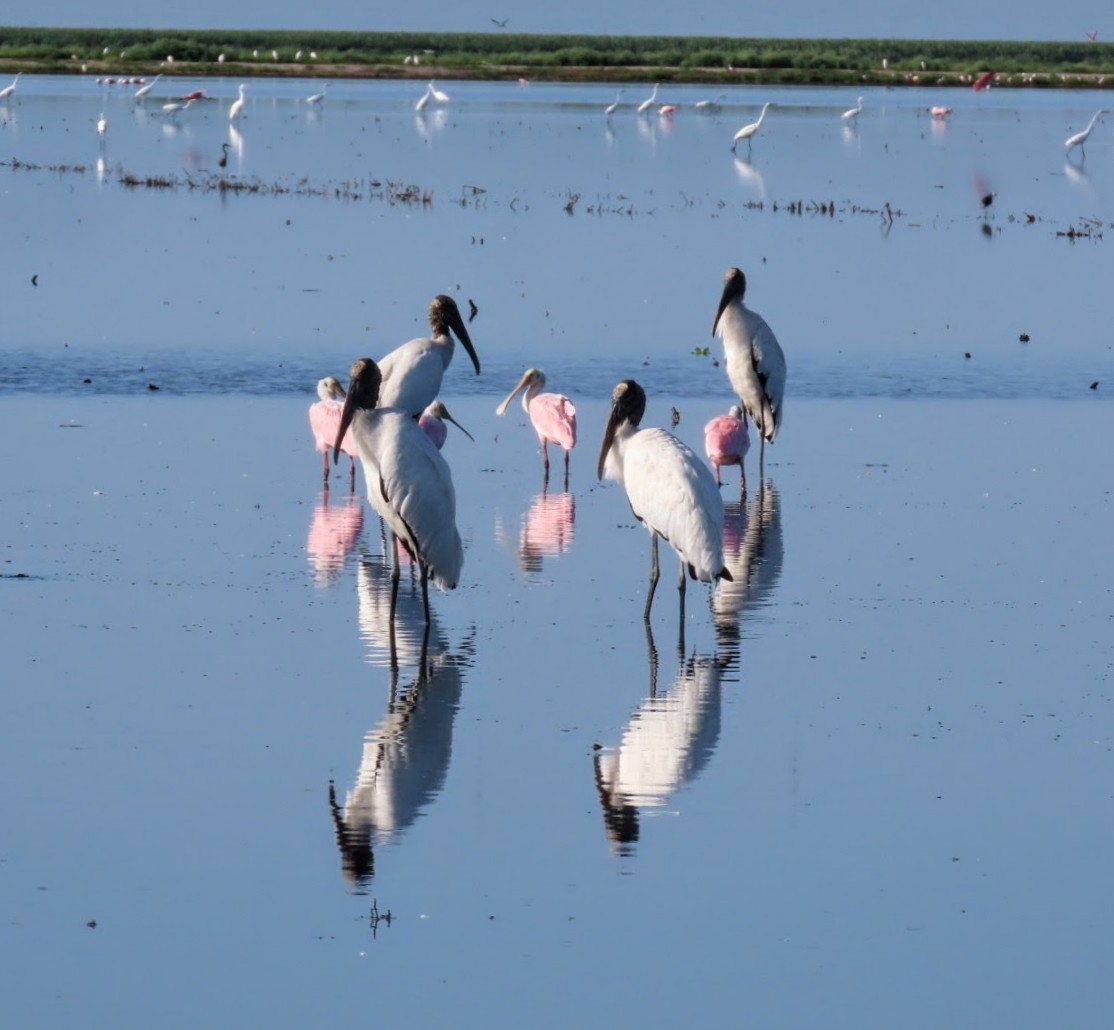 Wood Stork - ML641122289