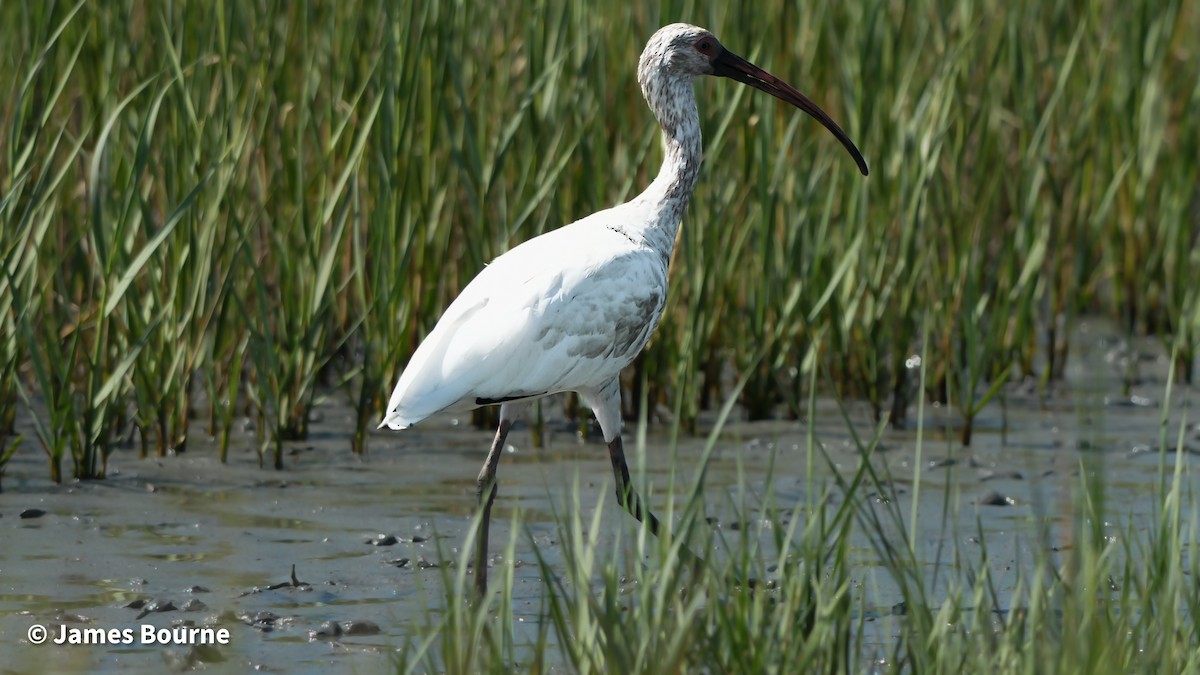 Ibis blanc - ML641122294