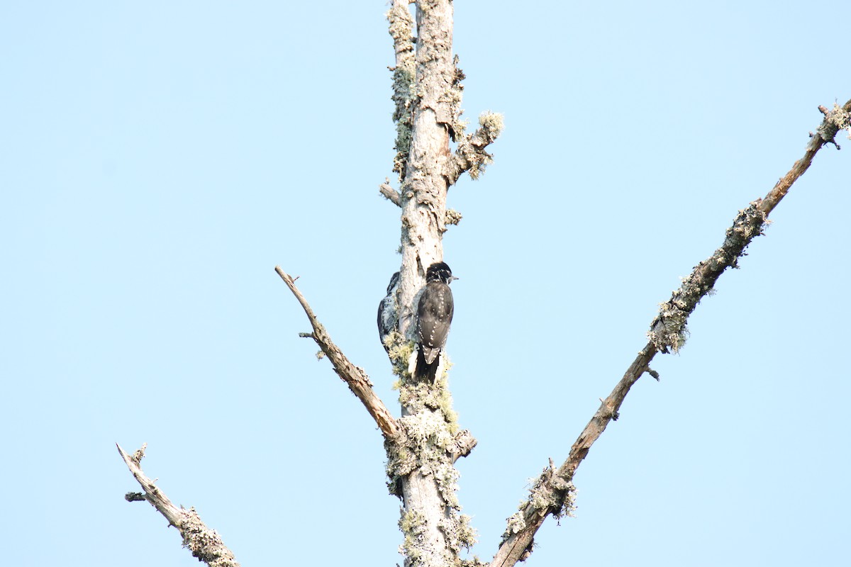American Three-toed Woodpecker - ML641122297