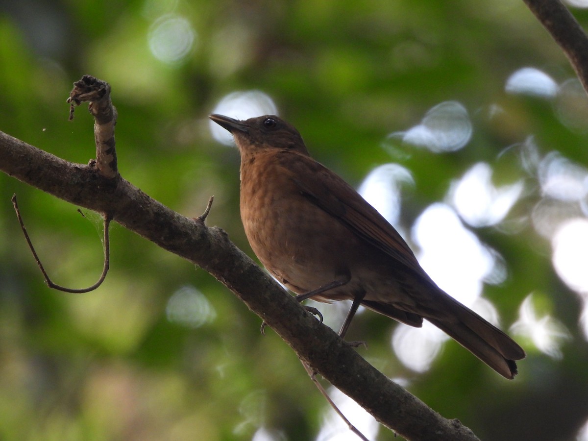 Hauxwell's Thrush - ML641122315