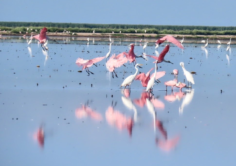 Roseate Spoonbill - ML641122323