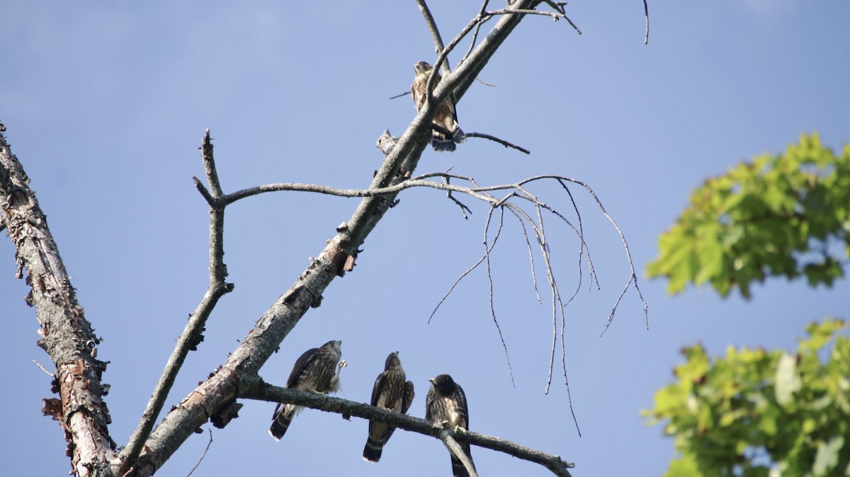 Merlin - ML641122329