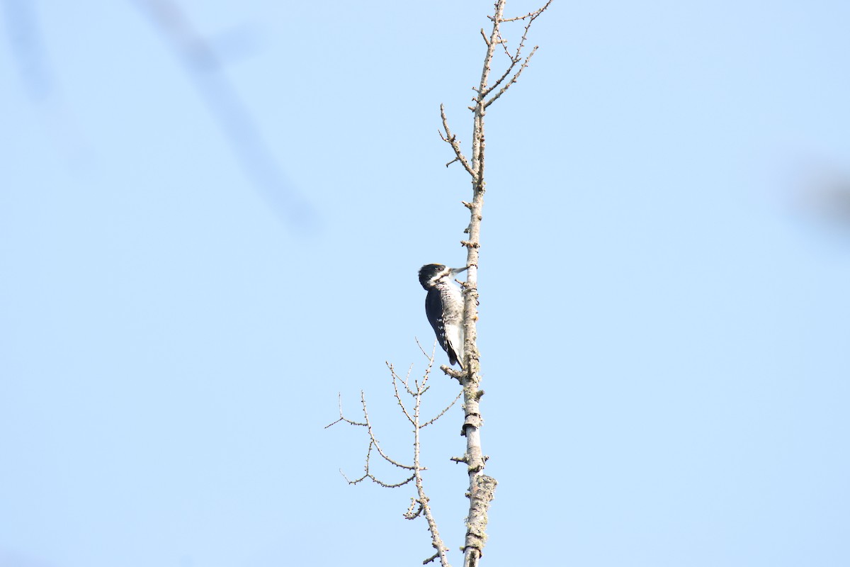 Black-backed Woodpecker - ML641122331