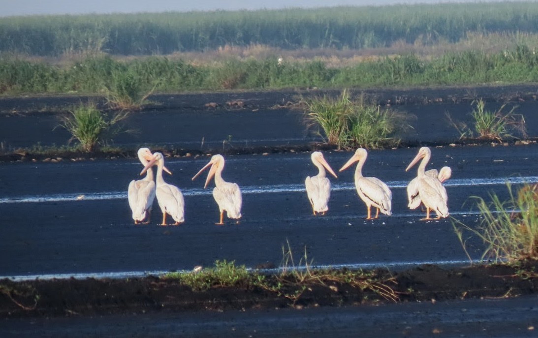 American White Pelican - ML641122349