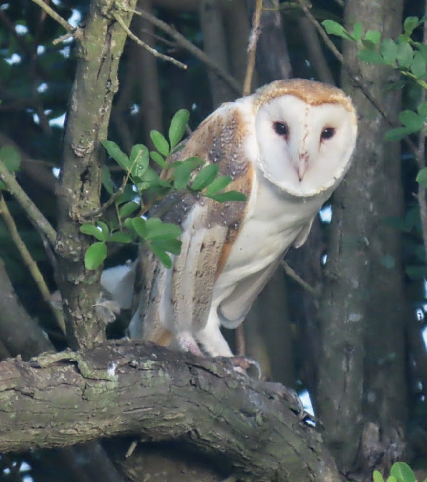 American Barn Owl (American) - ML641122357