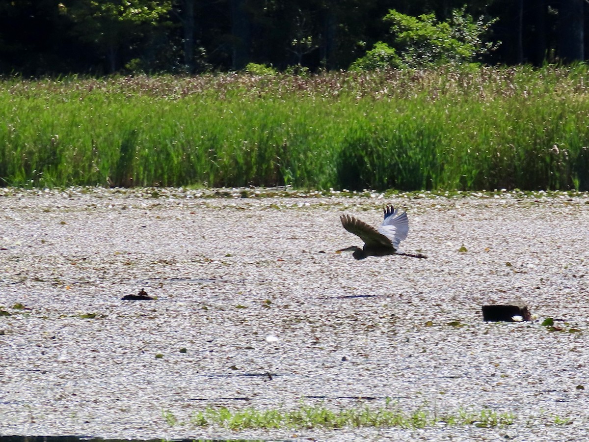 Great Blue Heron - ML641122368