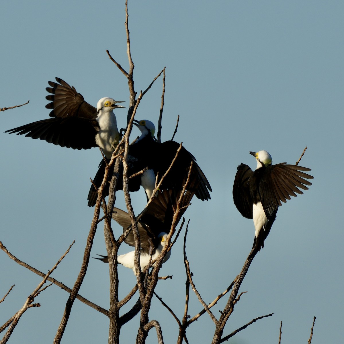White Woodpecker - ML641122370