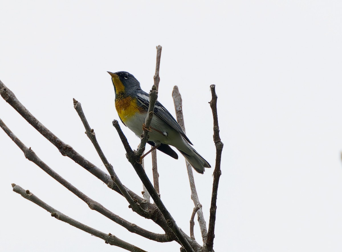 Northern Parula - ML641122374