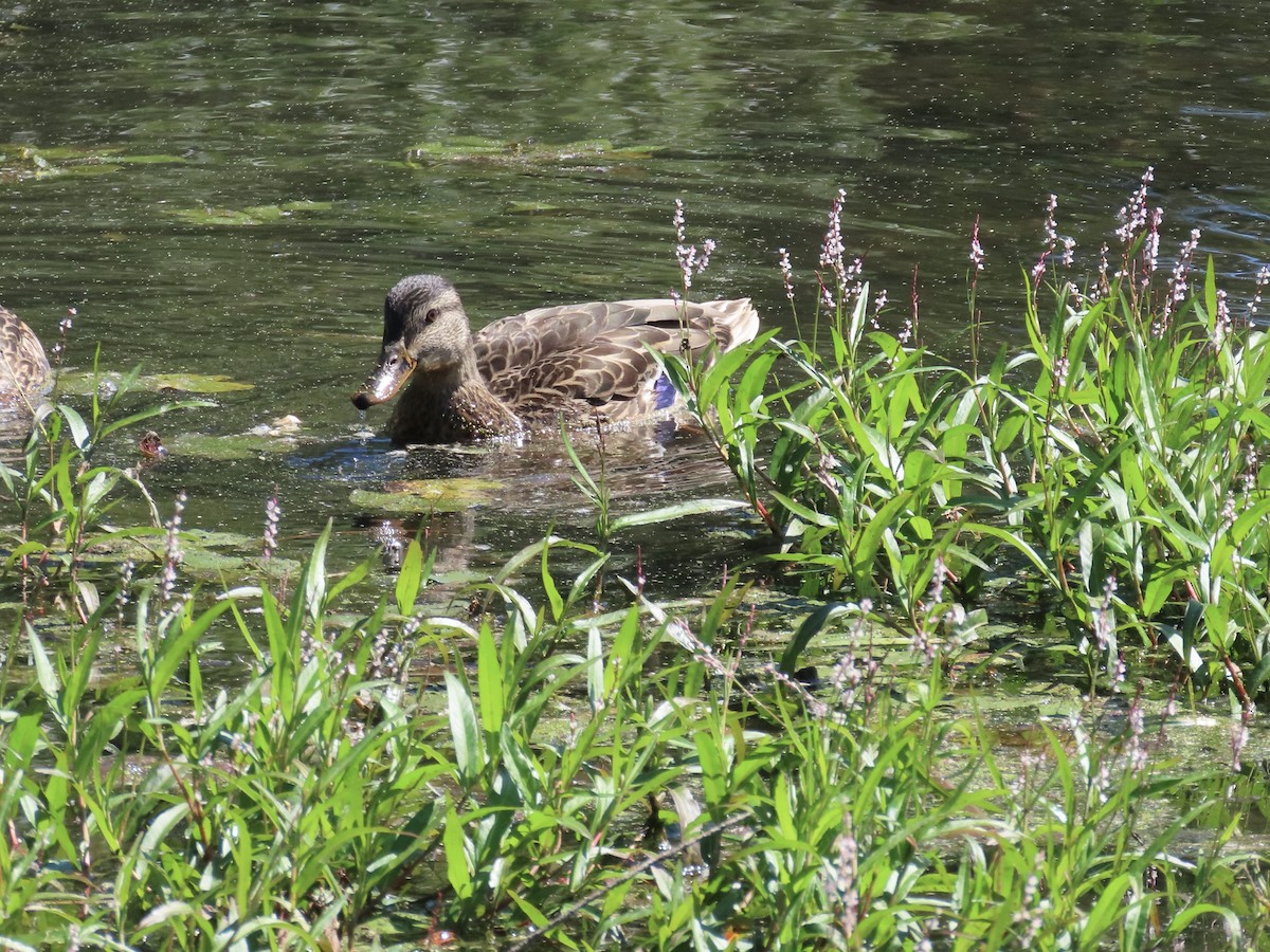 Mallard - ML641122375