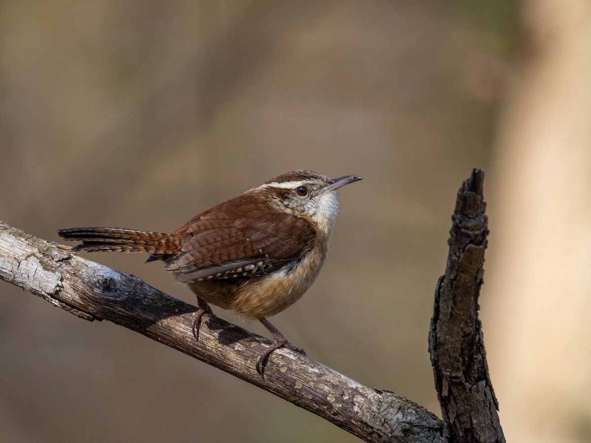 Carolina Wren - ML641122392