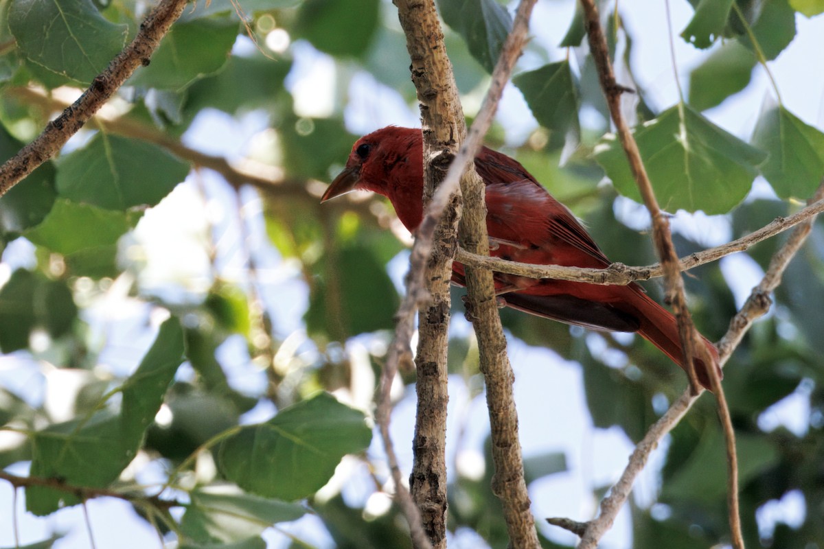 Summer Tanager - ML641122411