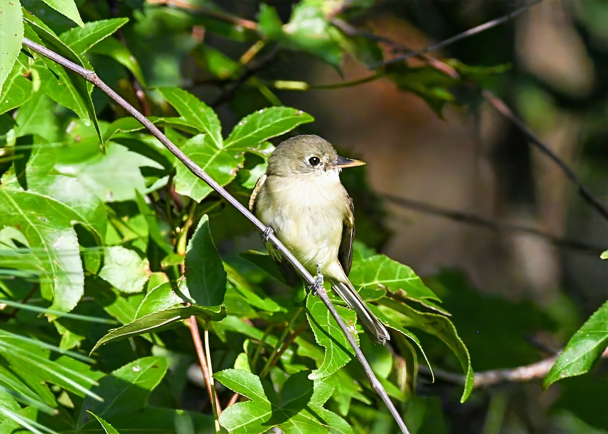 Acadian Flycatcher - ML641122420