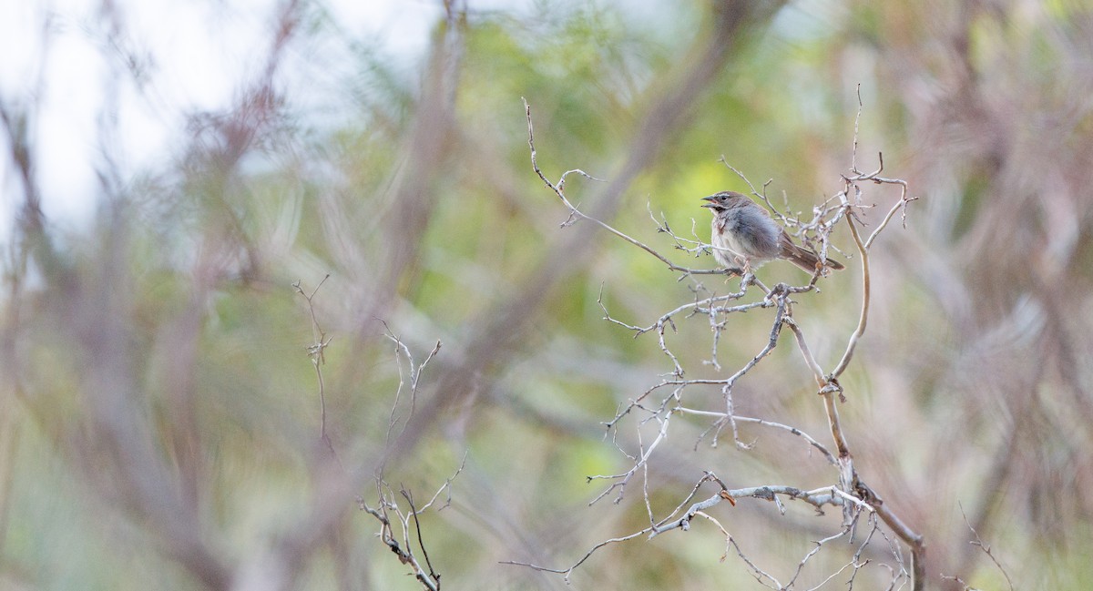 Five-striped Sparrow - ML641122422