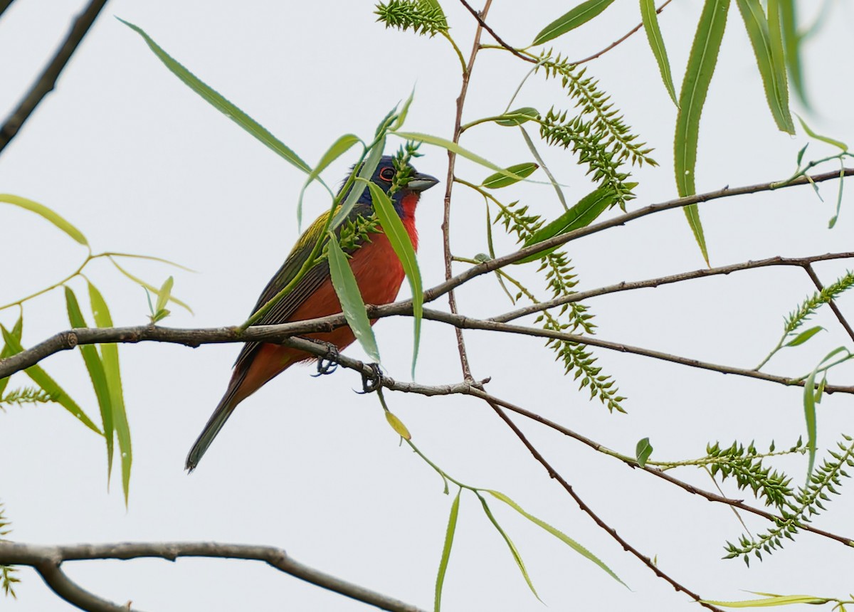Painted Bunting - ML641122437