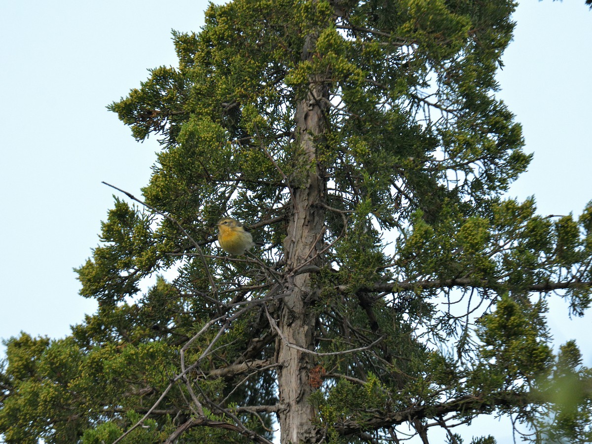 hemlokkparula - ML641122438