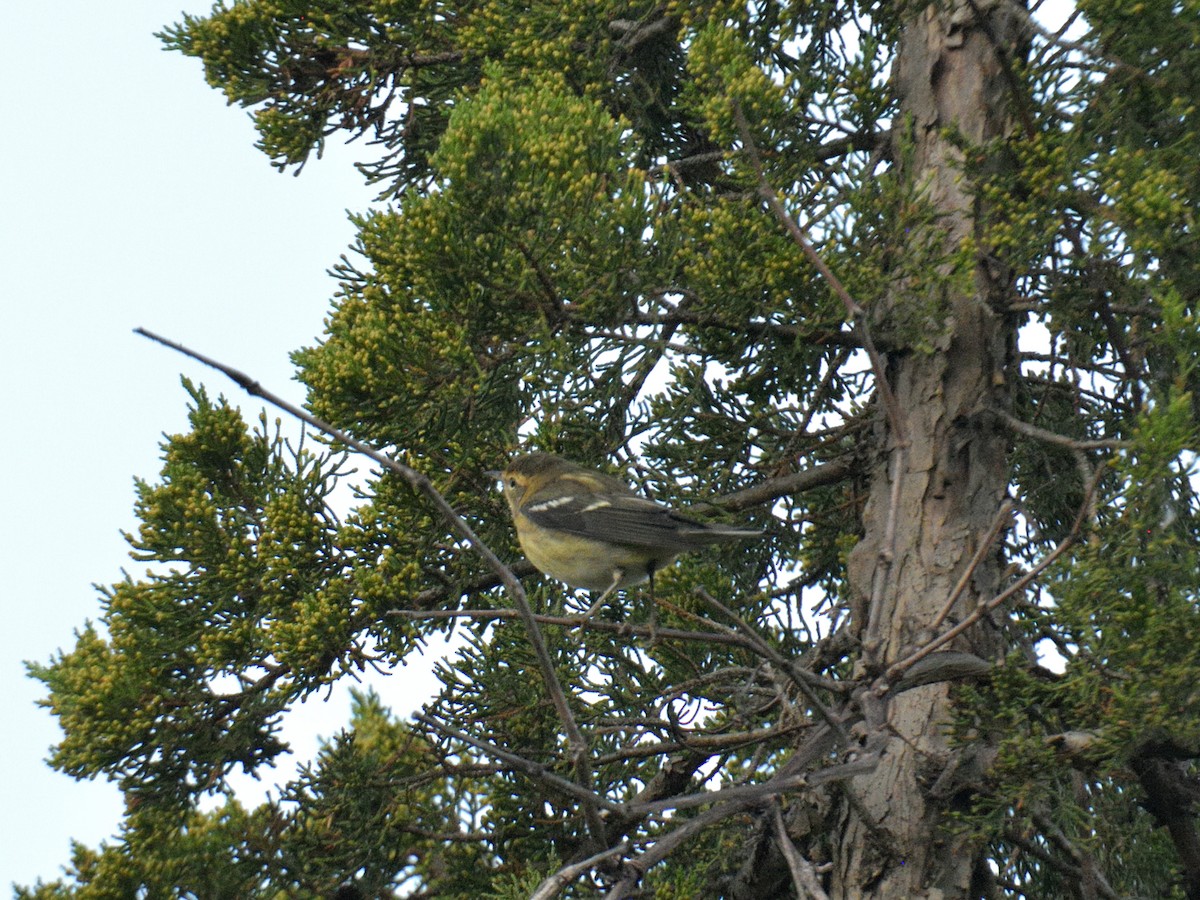 hemlokkparula - ML641122440