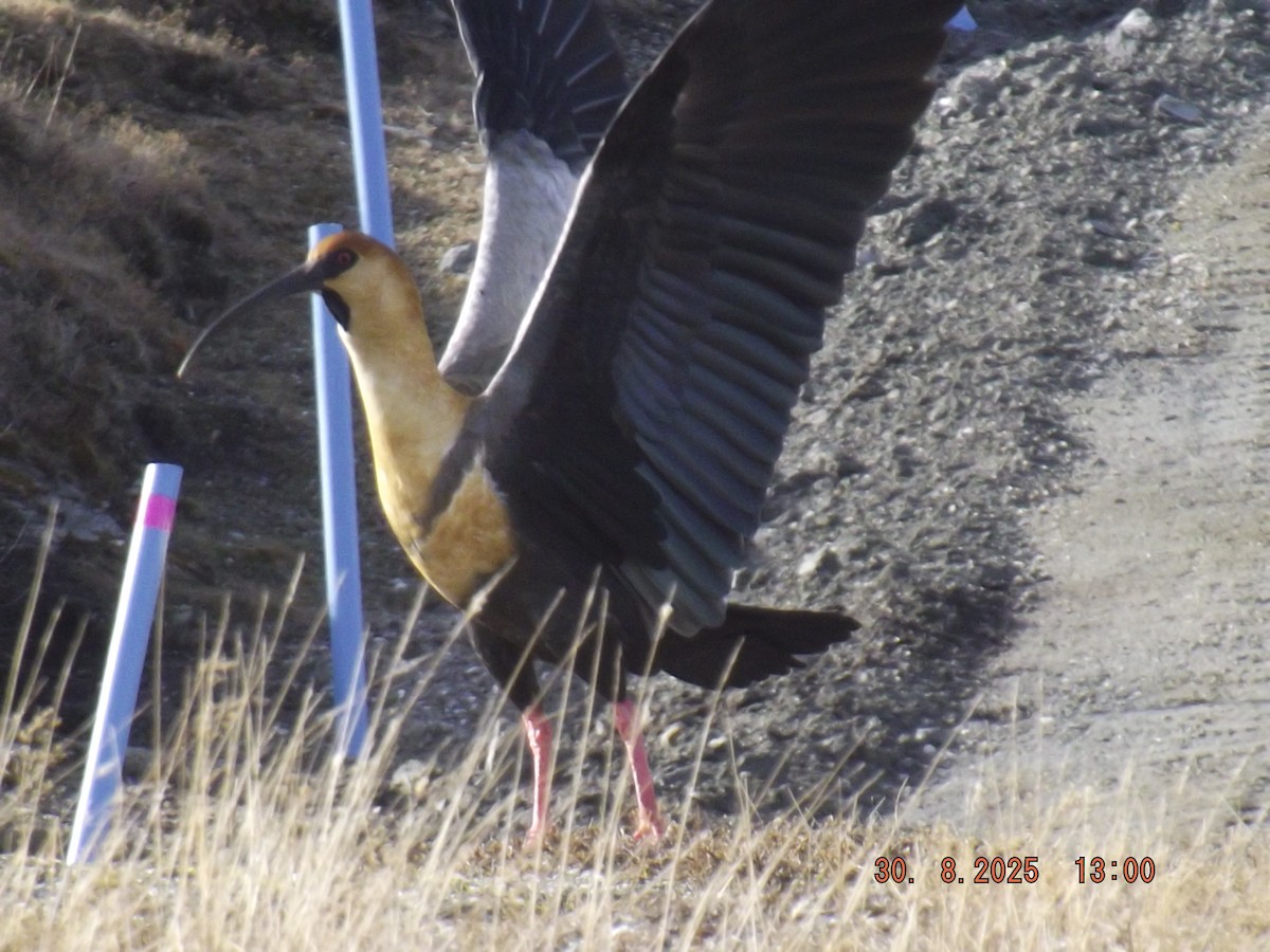 patagoniaibis - ML641122443