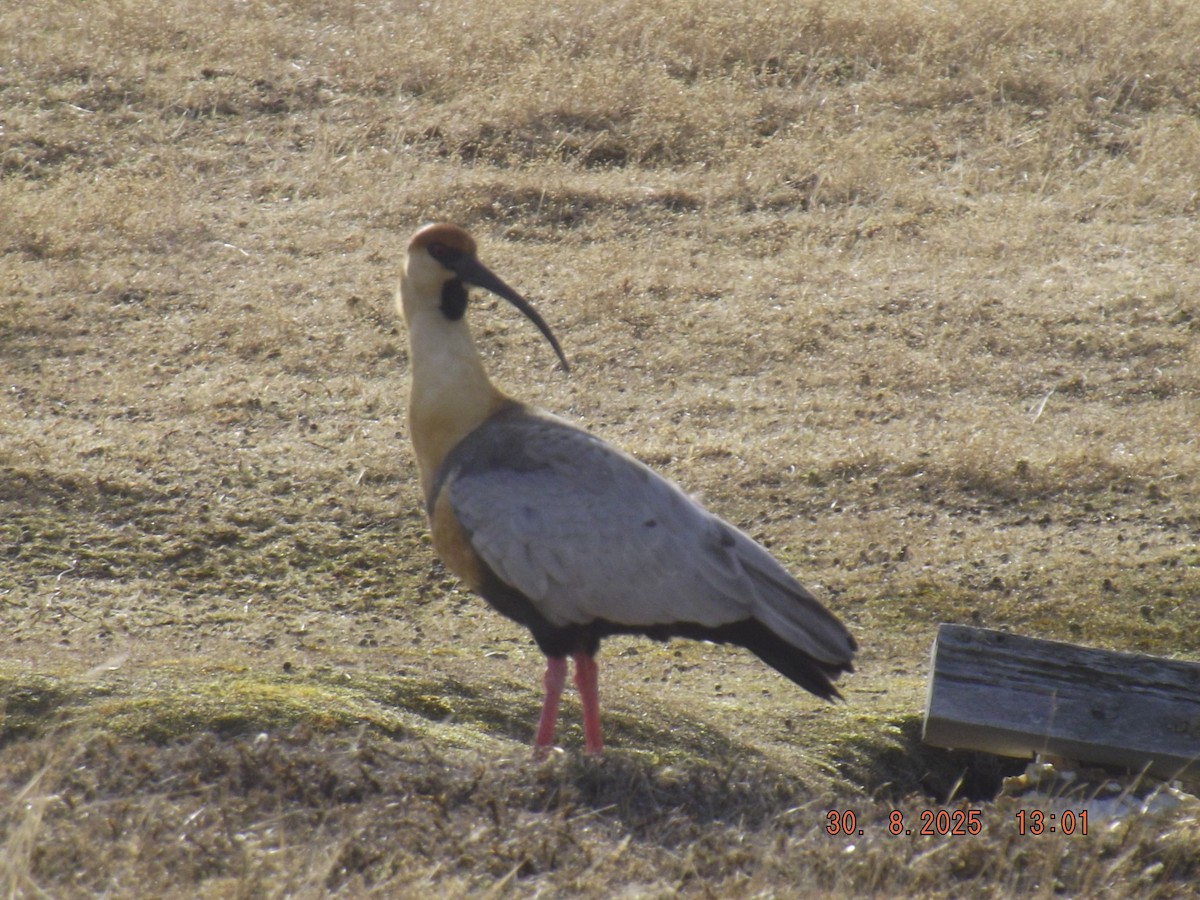 patagoniaibis - ML641122444