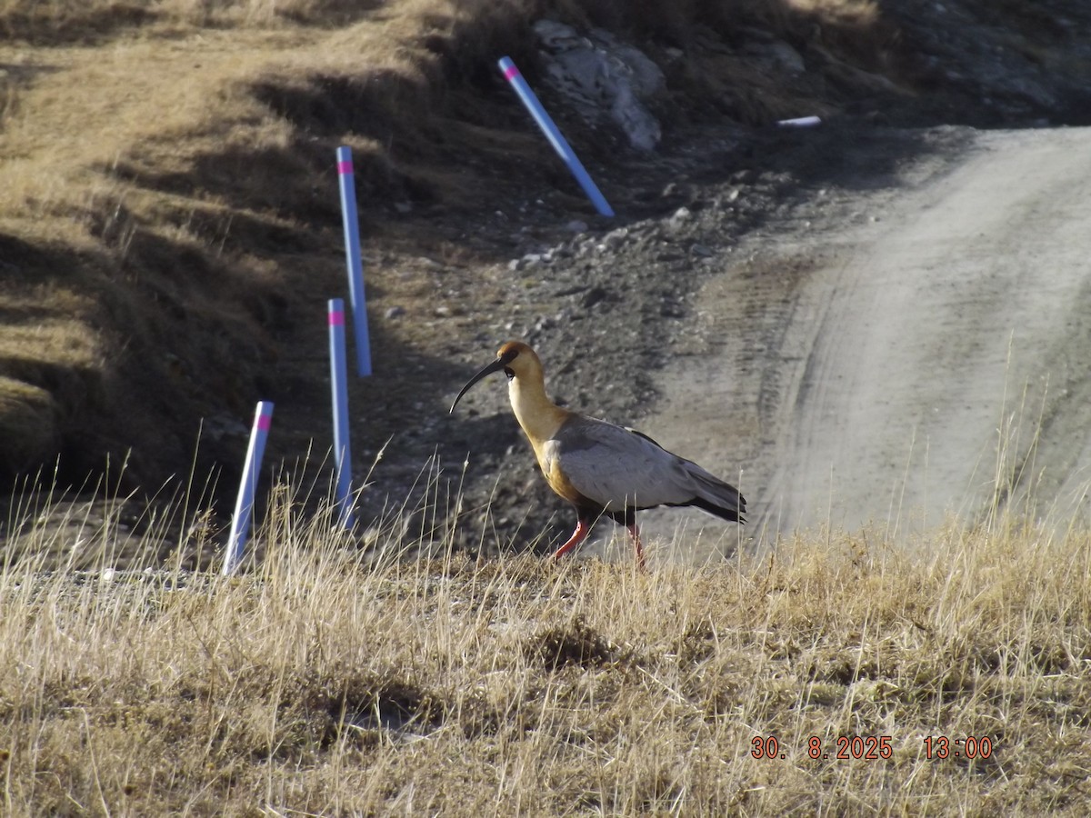 patagoniaibis - ML641122445