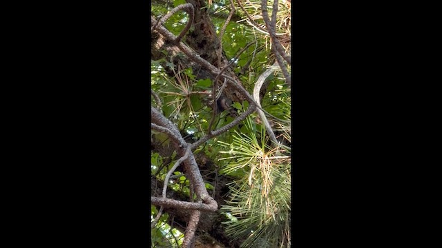 Pileated Woodpecker - ML641122451