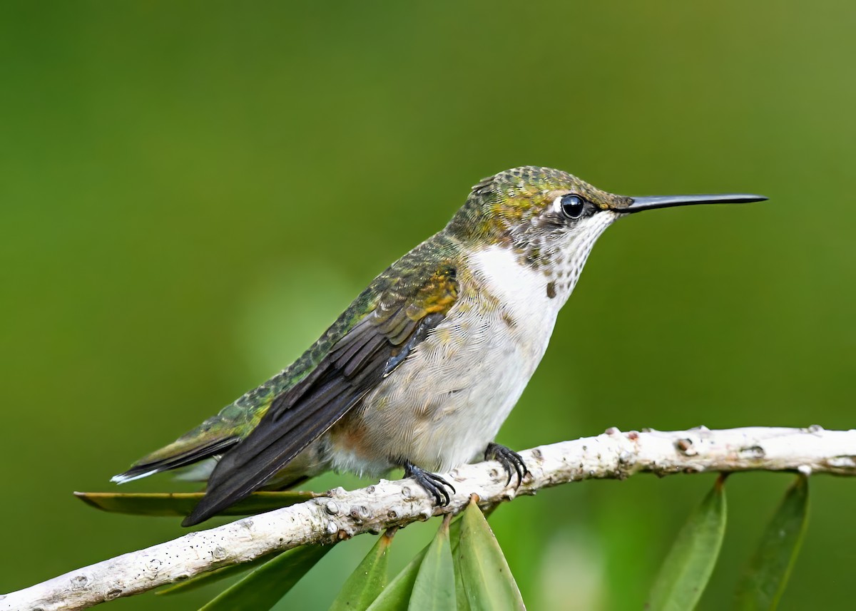 Ruby-throated Hummingbird - ML641122461