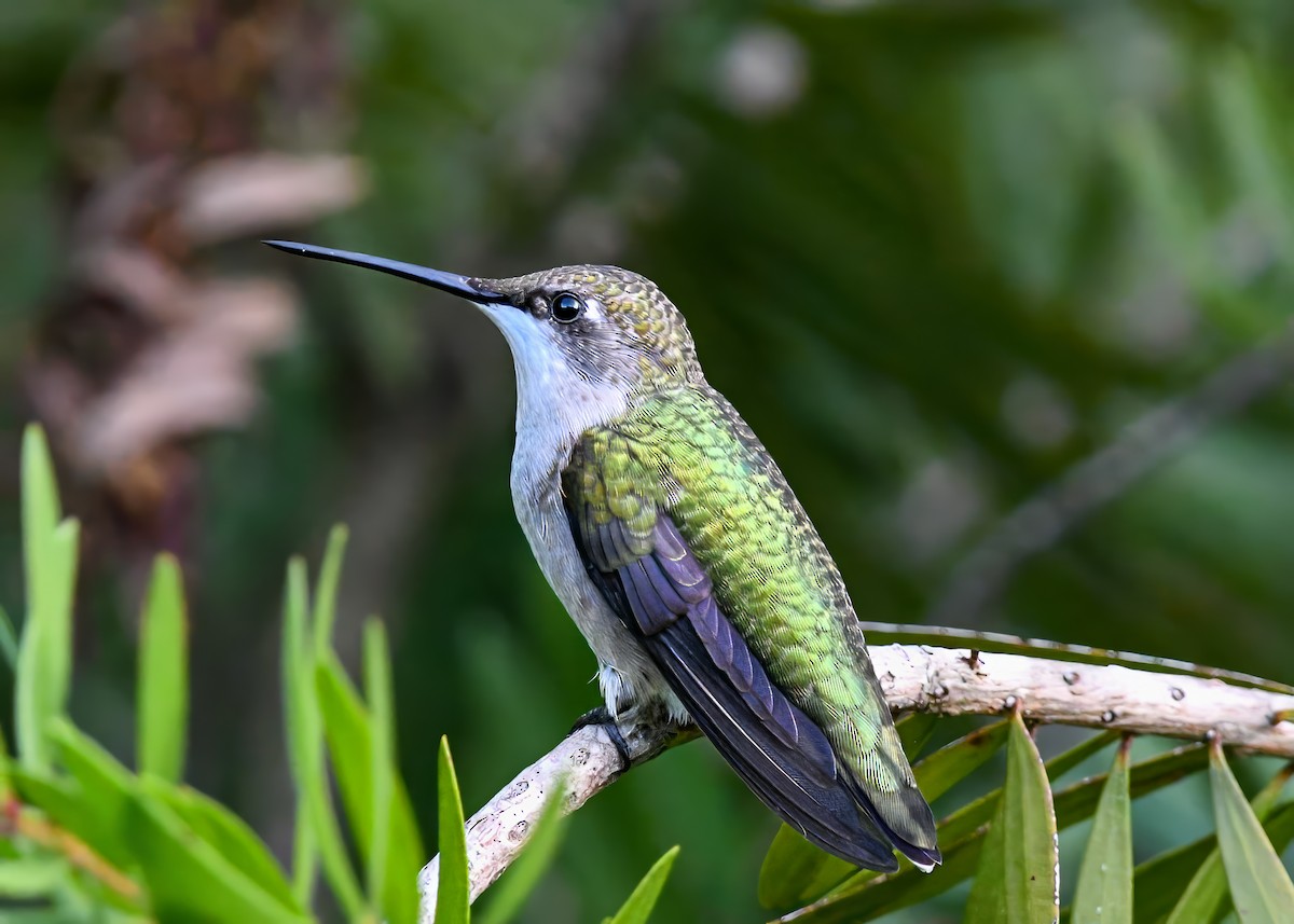 Ruby-throated Hummingbird - ML641122462
