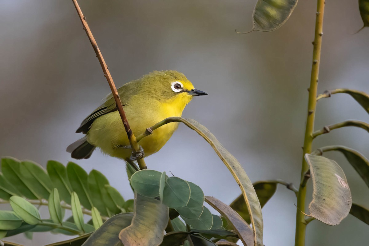 Northern Yellow White-eye - ML641122468