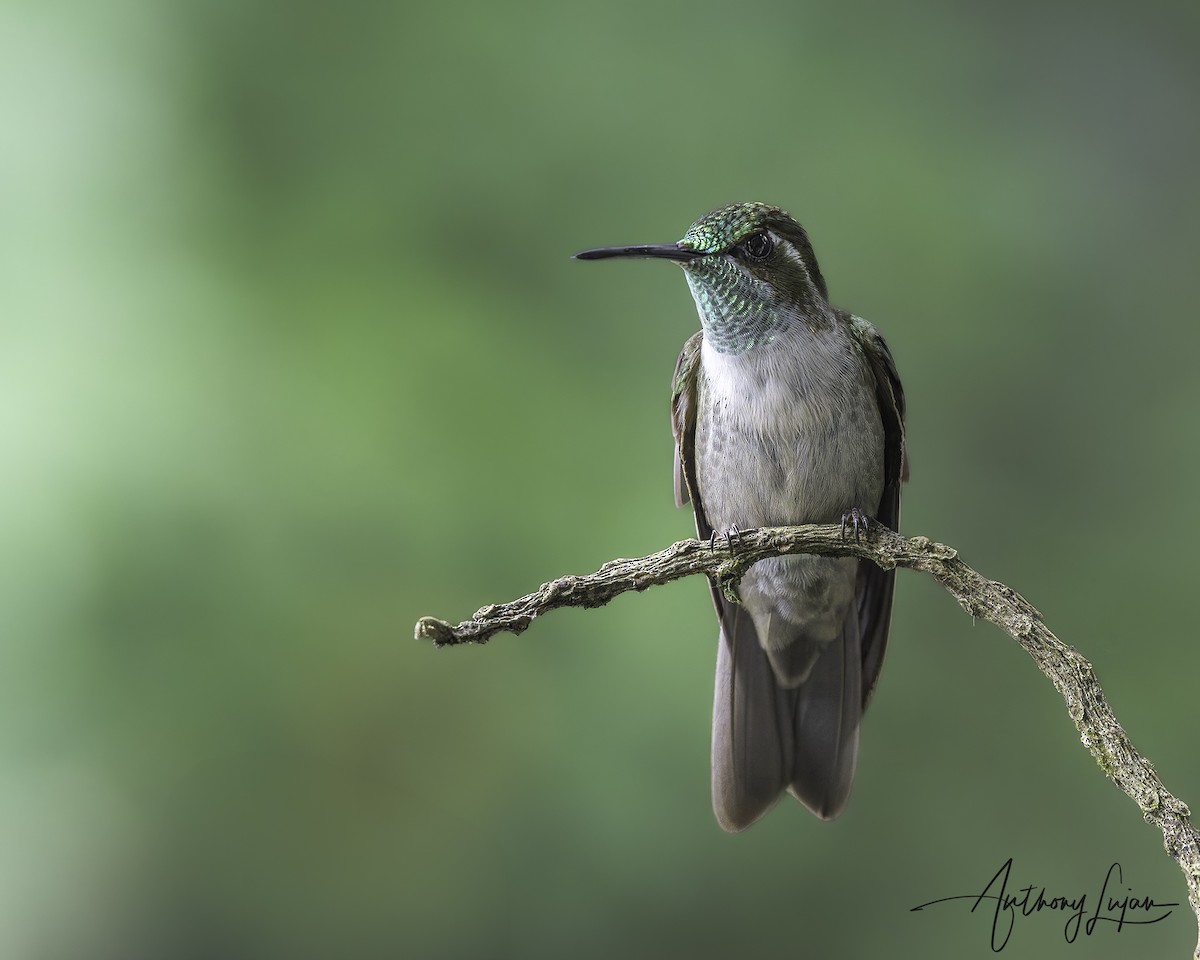 Green-throated Mountain-gem - ML641122477