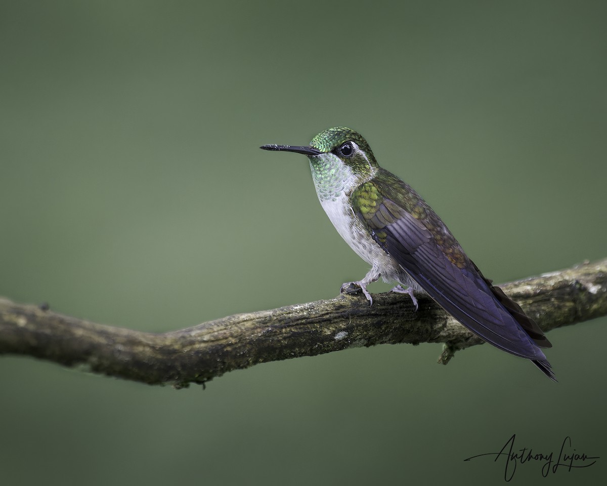 Green-throated Mountain-gem - ML641122478